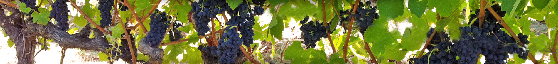 GrapeHeart Vineyards